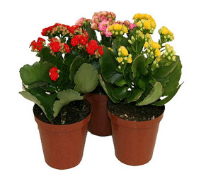 6" Kalanchoe (With Pot Cover) from Boulevard Florist Wholesale Market
