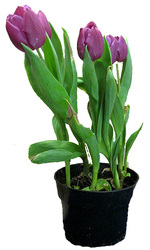 Tulip from Boulevard Florist Wholesale Market