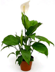 Spathiphyllum 6" pot from Boulevard Florist Wholesale Market