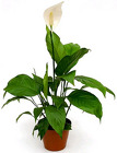 Spathiphyllum (Bare Pot) from Boulevard Florist Wholesale Market