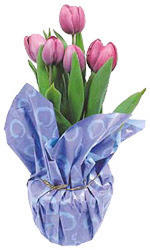 4" Pot Tulip (With Pot Cover) from Boulevard Florist Wholesale Market