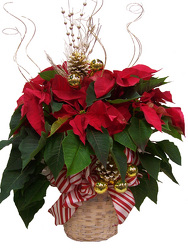 Decorated Poinsettia  from Boulevard Florist Wholesale Market
