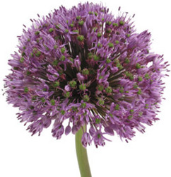Allium from Boulevard Florist Wholesale Market