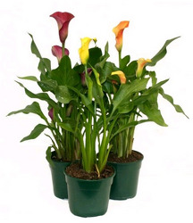 6" Calla Lily (With Pot Cover) from Boulevard Florist Wholesale Market