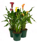 Calla Lily Plant (W/ Pot Covers) from Boulevard Florist Wholesale Market