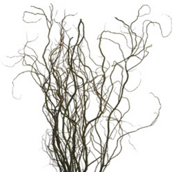 Curly Willow - Tips Bu from Boulevard Florist Wholesale Market