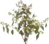 Eucalyptus - Seeded from Boulevard Florist Wholesale Market