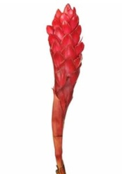 Ginger - Red - Mini from Boulevard Florist Wholesale Market
