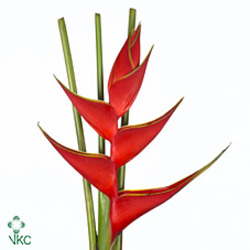 Heliconia Upright from Boulevard Florist Wholesale Market