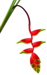 Heliconia Hanging from Boulevard Florist Wholesale Market