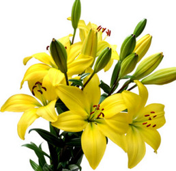 Lily Asiatic from Boulevard Florist Wholesale Market