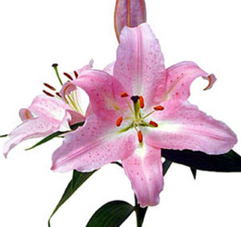 Lily Oriental Light Pink from Boulevard Florist Wholesale Market