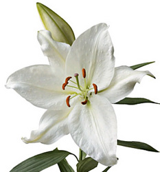 Lily Crystal Blanca from Boulevard Florist Wholesale Market