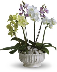 Deluxe Phalaenopsis Orchid Garden from Boulevard Florist Wholesale Market