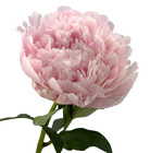 Peony ( Burgundy & Coral ) from Boulevard Florist Wholesale Market