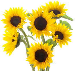 Sunflower Mini  from Boulevard Florist Wholesale Market
