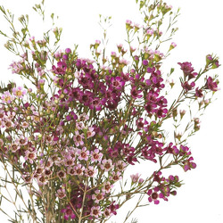 Wax Flower - Pink & Purple from Boulevard Florist Wholesale Market