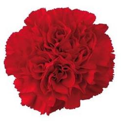 Carnation RED from Boulevard Florist Wholesale Market