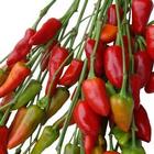 Chili Pepper (Ornamental) from Boulevard Florist Wholesale Market