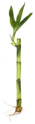 Lucky Bamboo - Straight - 14" from Boulevard Florist Wholesale Market