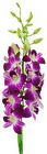 Dendrobium Orchid - Long Bombay from Boulevard Florist Wholesale Market