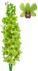 Dendrobium Orchid Green - Long from Boulevard Florist Wholesale Market