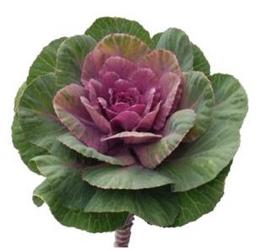 Kale By The Stem from Boulevard Florist Wholesale Market