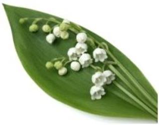 Lily of the Valley from Boulevard Florist Wholesale Market