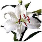 Lily Stargazer White from Boulevard Florist Wholesale Market