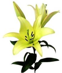 Lily Yelloween from Boulevard Florist Wholesale Market