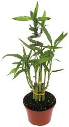 Lucky Bamboo Plant from Boulevard Florist Wholesale Market