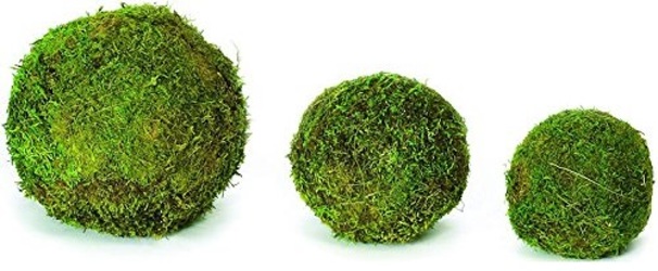Moss Ball - 4