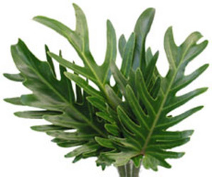 Philodendron - 