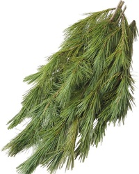 Princess Pine Pre-Packed Bunches from Boulevard Florist Wholesale Market