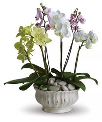 A "Mother's Day Exclusive* - Regal Orchids from Boulevard Florist Wholesale Market