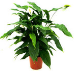 Rental - 10" Pot Plants from Boulevard Florist Wholesale Market