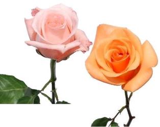 Roses Imported - 50cm - COLOR from Boulevard Florist Wholesale Market