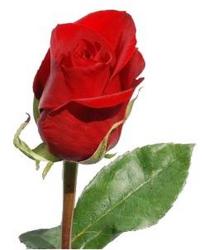 Roses Imported - 70cm - RED from Boulevard Florist Wholesale Market