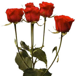 Roses Spray - RED from Boulevard Florist Wholesale Market