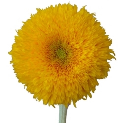 Sunflower "Teddy Bear"  from Boulevard Florist Wholesale Market