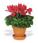 Cyclamen in Terra-Cotta