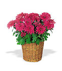 Purple Chrysanthemum
