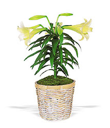 Easter Lily Plant from Boulevard Florist Wholesale Market