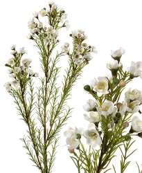 Wax Flower - White from Boulevard Florist Wholesale Market