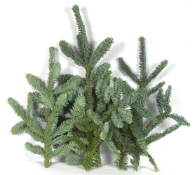 Noble Fir Tips Pre-Pack Bunches from Boulevard Florist Wholesale Market