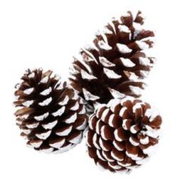 Pine Cone Pick Bag (Natural/White Tip) from Boulevard Florist Wholesale Market