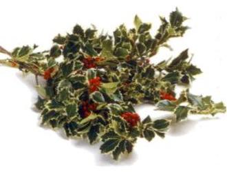 Holly Variegated -10 lb. Case from Boulevard Florist Wholesale Market