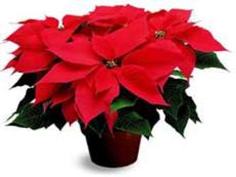 Poinsettia Red from Boulevard Florist Wholesale Market