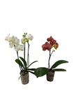 Orchid Plant 3" - Phalaenopsis from Boulevard Florist Wholesale Market