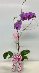 4" Orchid Deco from Boulevard Florist Wholesale Market